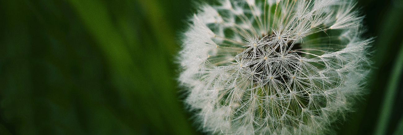 dandelion-1300x436